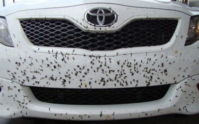 trucos para limpiar los mosquitos del coche