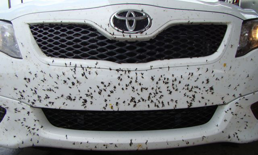 Limpieza insectos coche
