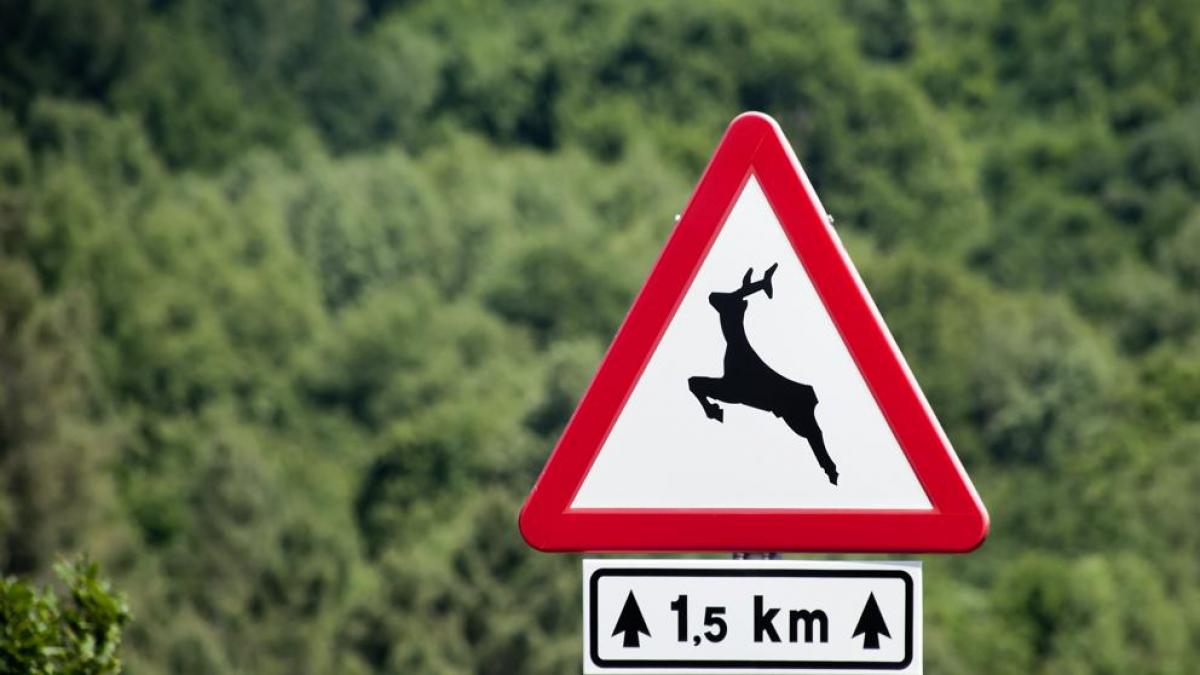 Consejos para prevenir accidentes con fauna salvaje